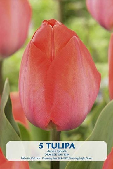 Tulip Orange van Eijk 5-pakning